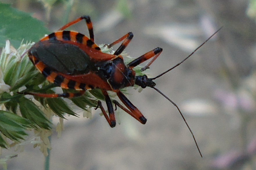 Quale Rhynocoris ?